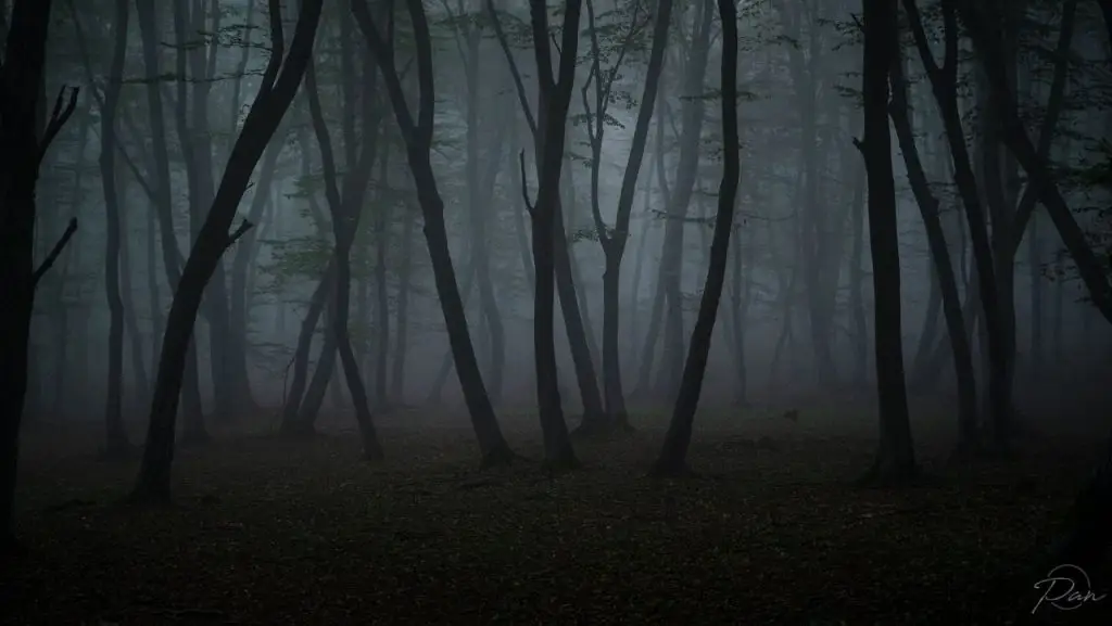 Hoia-Baciu Forest Transylvania